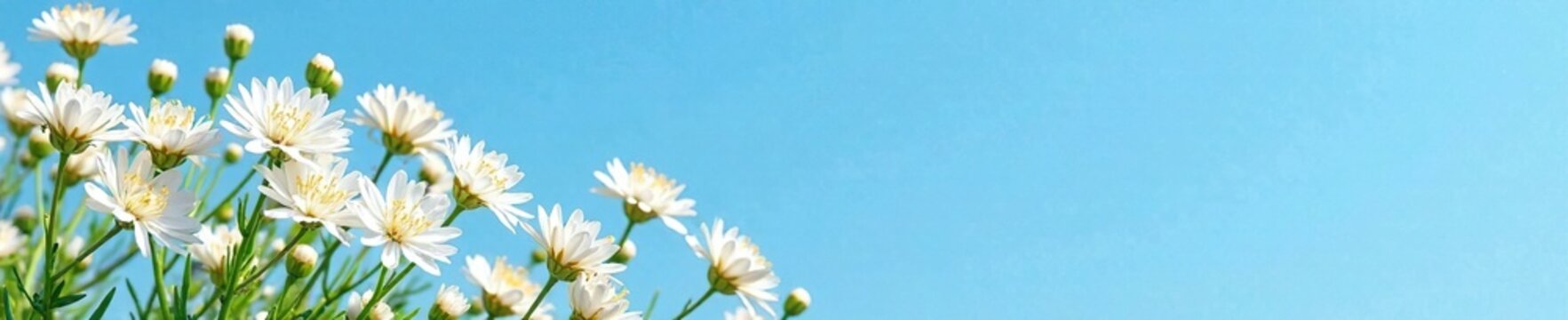 White Orlaya grandiflora flowers against a blue sky background, white flowers, evergreen perennial