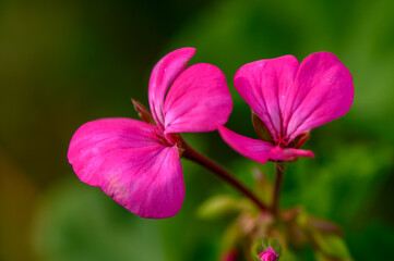 Fototapeta premium Bright pink geranium petals basking in sunlight amidst lush green foliage in a tranquil garden setting