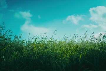 Obraz premium Lush Green Meadow Stretches Across a Valley Under a Clear Sky