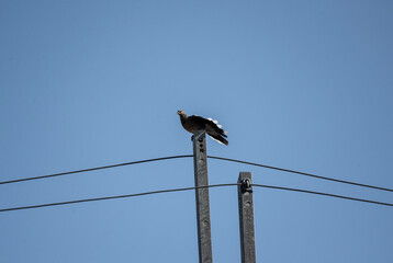 A zebra dove sits on a perch in its natural habitat at dawn in Thailand