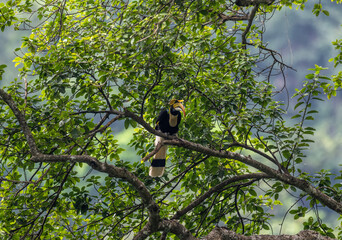 A Great Hornbill sits on a perch in its natural habitat at dawn in Thailand