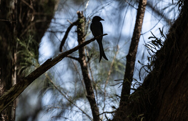 Black drongo sits on a perch in the wild at dawn in Thailand
