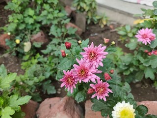 Purple chrysanthemum flowers in the garden