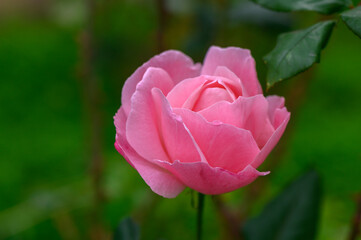 Delicate pink rose blooms gracefully in a lush green garden during a sunny afternoon