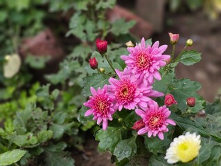 Purple chrysanthemum flowers in the garden