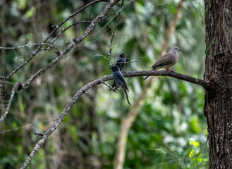 Black drongo sits on a perch in the wild at dawn in Thailand