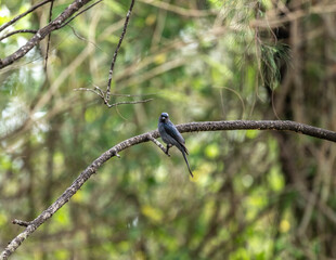 Black drongo sits on a perch in the wild at dawn in Thailand