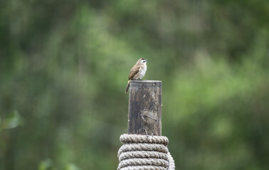 Yellow-bellied Bulbul perches on a perch in its natural habitat at dawn in Thailand
