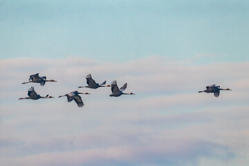 Winter Migratory Bird Scenery in Junam Reservoir, Changwon, South Gyeongsang Province, South Korea