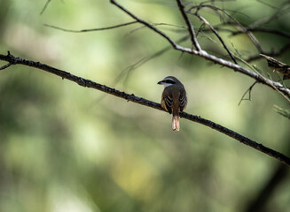 A common shrike sits on a perch in its natural habitat at dawn in Thailand