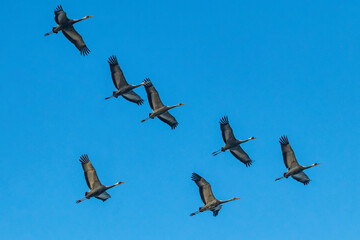 Winter Migratory Bird Scenery in Junam Reservoir, Changwon, South Gyeongsang Province, South Korea