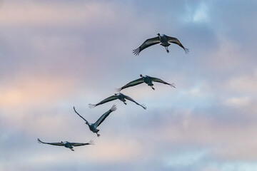 Winter Migratory Bird Scenery in Junam Reservoir, Changwon, South Gyeongsang Province, South Korea