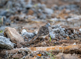 Spotted Doves sit on a perch in the wild at dawn in Thailand