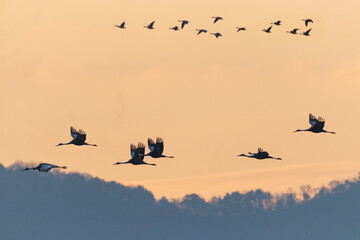 Winter Migratory Bird Scenery in Junam Reservoir, Changwon, South Gyeongsang Province, South Korea
