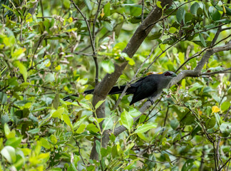 Green-billed Malkoha or Squirrel Bird on a lake in its natural habitat at dawn in Thailand