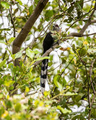 Green-billed Malkoha or Squirrel Bird on a lake in its natural habitat at dawn in Thailand