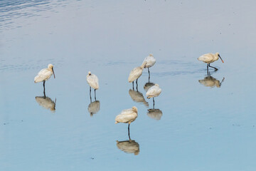 Winter Migratory Bird Scenery in Junam Reservoir, Changwon, South Gyeongsang Province, South Korea
