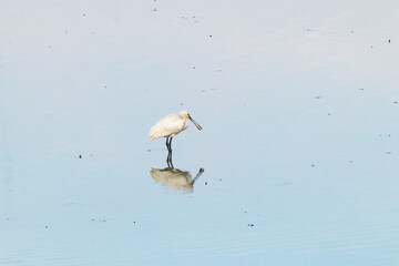 Winter Migratory Bird Scenery in Junam Reservoir, Changwon, South Gyeongsang Province, South Korea