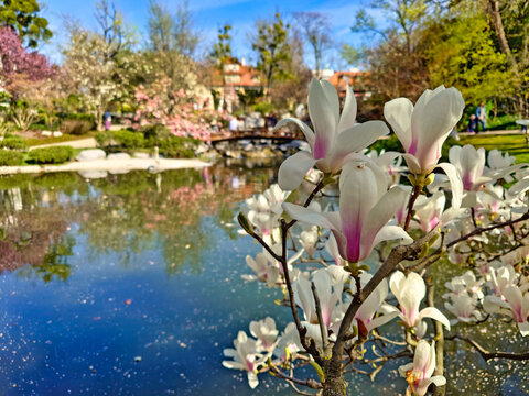 Magnolia flower in Setagaya Park Vienna springtime