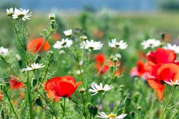 Red poppies and chamomile flowers meadow springtime
