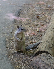 chipmunk on the ground