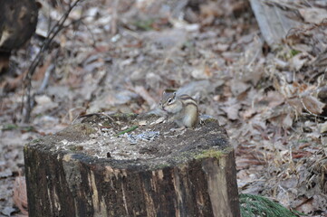 Chipmunk Eating Sunflower Seeds