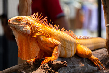 Portrait side view of a gold chameleon, Chamaeleo calyptratus on dry tree branch