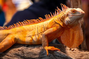 Portrait side view of a gold chameleon, Chamaeleo calyptratus on dry tree branch