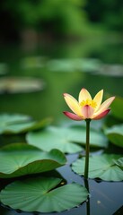 Fototapeta premium Aquatic Nuphar lutea blooms in the foreground of a lake, bloom, greenery