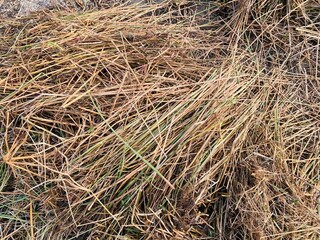 Dry grass texture. Barren land against blue sky background. Bushes of dry grass in open area outside