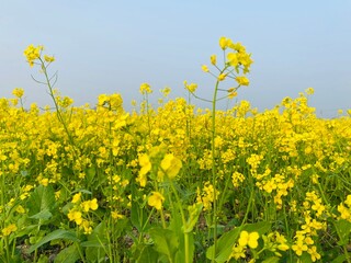 season when rape blossoms bloom. Mustard flower is a symbol of beauty in winter. Wild yellow flower. Plant floral botanical background. Close up photo Summer season. Beauty of nature backdrop