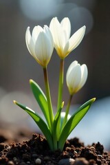 Obraz premium Delicate white petals unfolding from earthy brown stems, spring, winter blooms