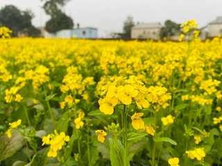 Fototapeta premium season when rape blossoms bloom. Mustard flower is a symbol of beauty in winter. Wild yellow flower. Plant floral botanical background. Close up photo Summer season. Beauty of nature backdrop