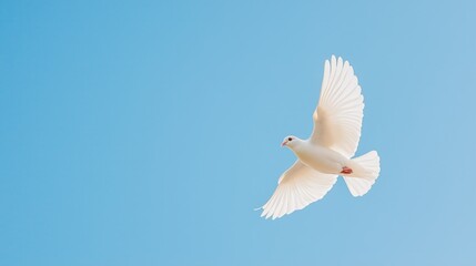 Obraz premium White dove in flight against clear blue sky