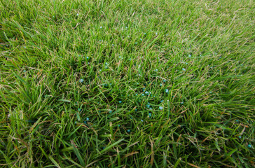 Grass fertilization with granulated phosphor