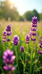Obraz premium Field of Purple Prairie Clover flowers blooming in sunlight, purple, wildflowers