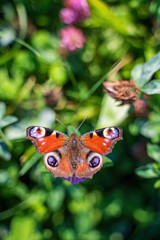 Obraz premium A close-up of a peacock butterfly with its wings open wide, showcasing its vibrant colors and intricate patterns. The image captures the beauty and fragility of nature.