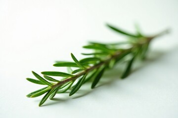 Fototapeta premium Rosemary herb against a soft, white background with light, calm, ambiance, peaceful