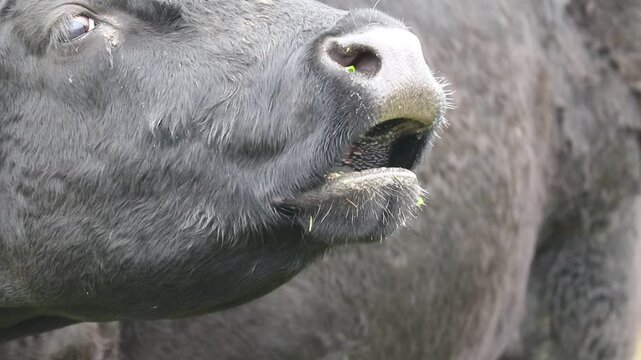 Detail of cow's mouth while mooing. Water vapor rising from cattle mouth in cold weather. Aberdeen Angus catlle on graze. Autumn nature pasture. Ecological farming at countryside.