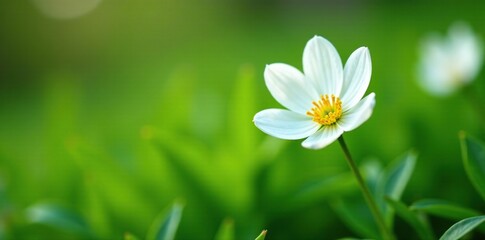 Delicate snow-white flower in a lush green garden, nature, spring