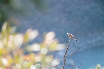 Common Kestrel on the branch