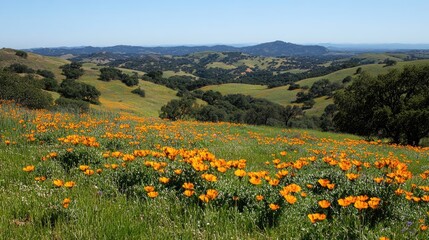 Fototapeta premium Golden Poppies Bloom Abundantly Across Rolling Hills
