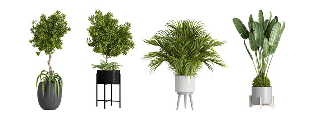 Front viet tropical plant isolated on white
