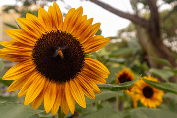 A stunning close-up of a large sunflower with vibrant yellow petals and a dark brown center, set against a soft blurred green background. Perfect for uplifting designs, nature themes, or cheerful bran