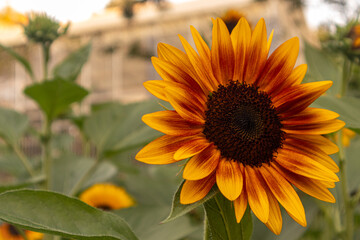 Sunflowers are vibrant, tall flowers known for their bright yellow petals and large brown centers. They symbolize loyalty and adoration, and their heads naturally follow the sun across the sky