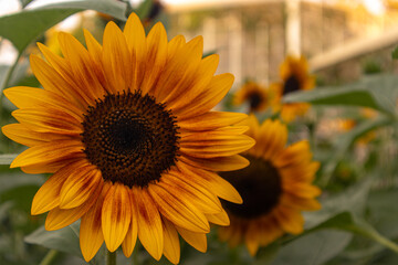 A stunning close-up of a large sunflower with vibrant yellow petals and a dark brown center, set against a soft blurred green background. Perfect for uplifting designs, nature themes, or cheerful bran