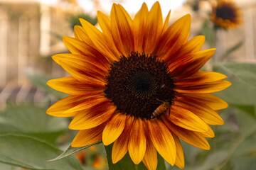 A stunning close-up of a large sunflower with vibrant yellow petals and a dark brown center, set against a soft blurred green background. Perfect for uplifting designs, nature themes, or cheerful bran