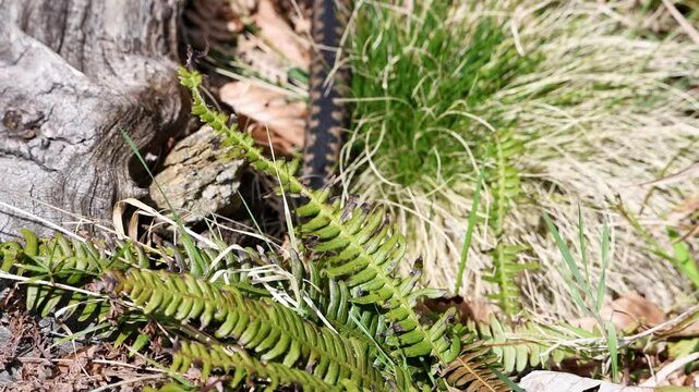 Filmmaterial einer Kreuzotter Schlange auf Boden im Gras mit Laub und Bl&auml;tter im Wald bei Sonnenschein im Sommer, Deutschland