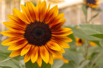 A stunning close-up of a large sunflower with vibrant yellow petals and a dark brown center, set against a soft blurred green background. Perfect for uplifting designs, nature themes, or cheerful bran