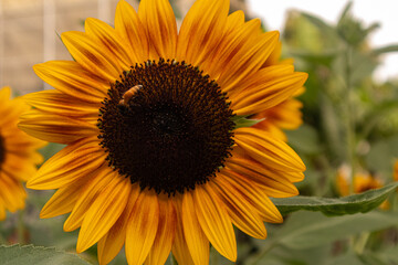 A stunning close-up of a large sunflower with vibrant yellow petals and a dark brown center, set against a soft blurred green background. Perfect for uplifting designs, nature themes, or cheerful bran